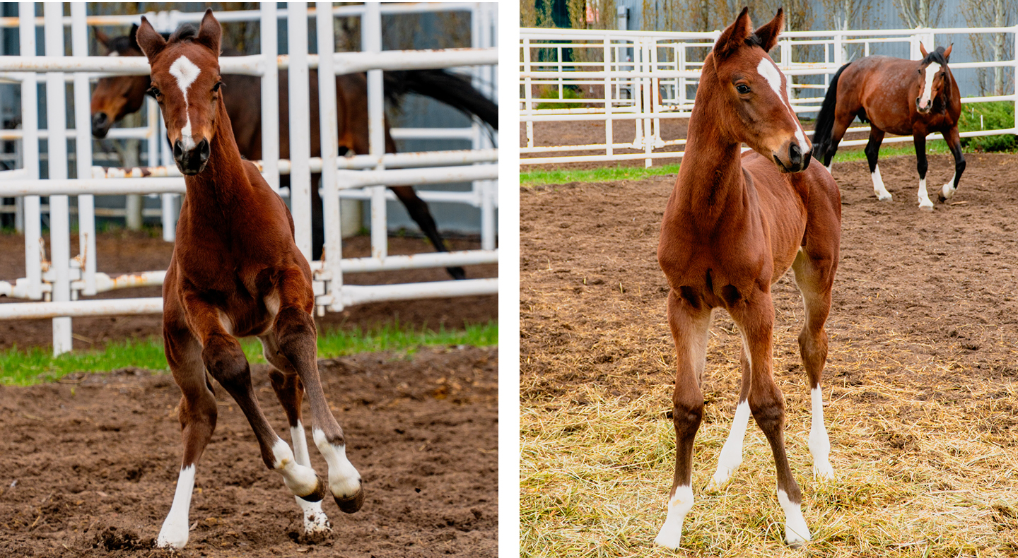 Spruce Meadows Name the foal, win a prize!