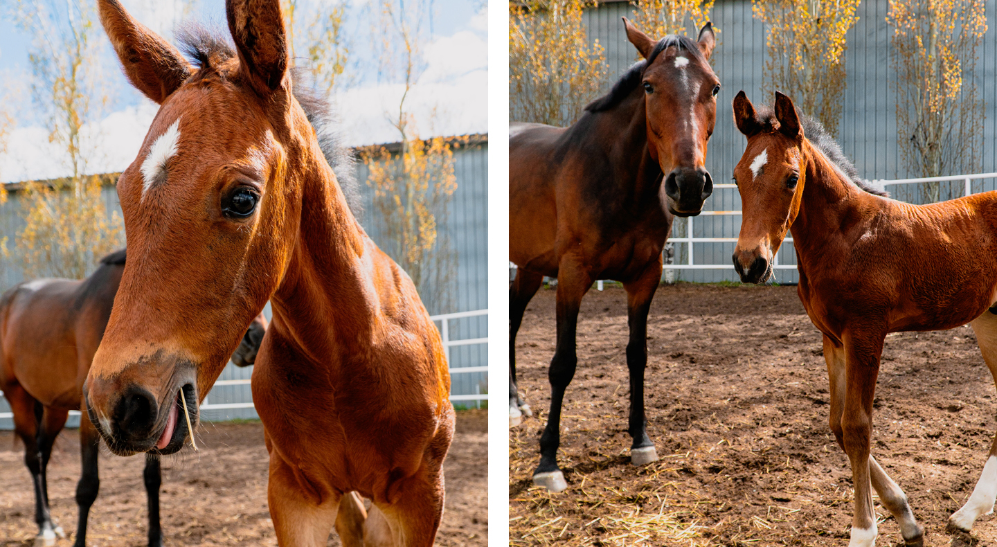 Spruce Meadows Name the foal, win a prize!
