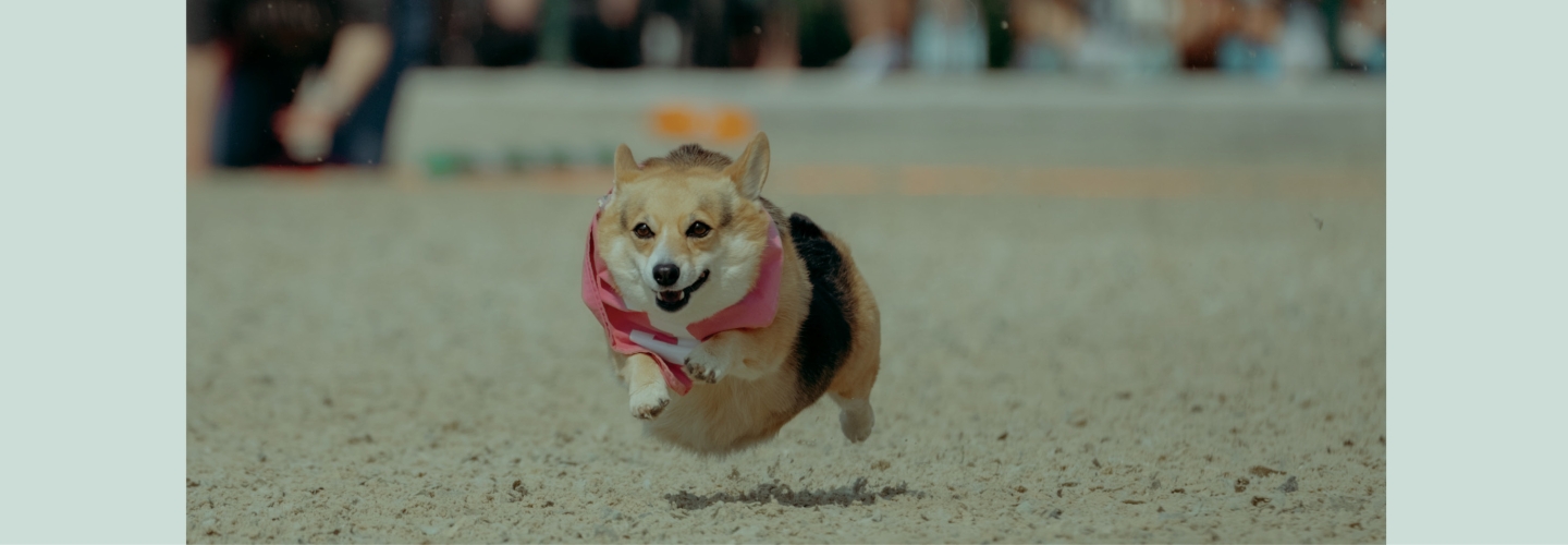 Corgi Races