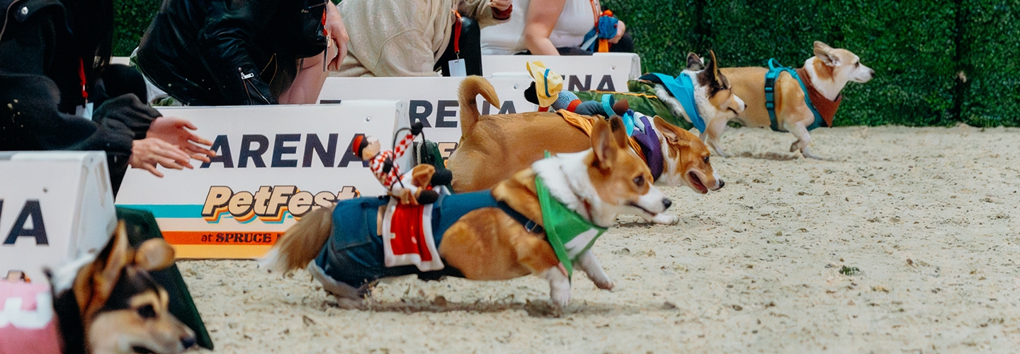 Interested in participating in<br>our Corgi Races?
