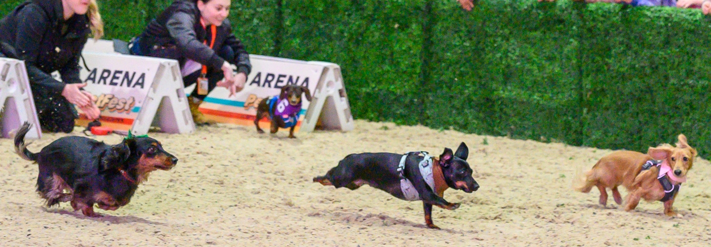 Interested in participating in<br>our Dachshund Race?