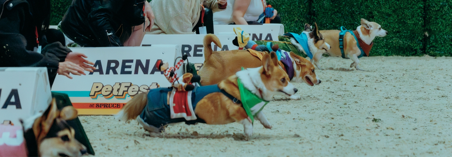 Interested in participating in<br>our Corgi Races?