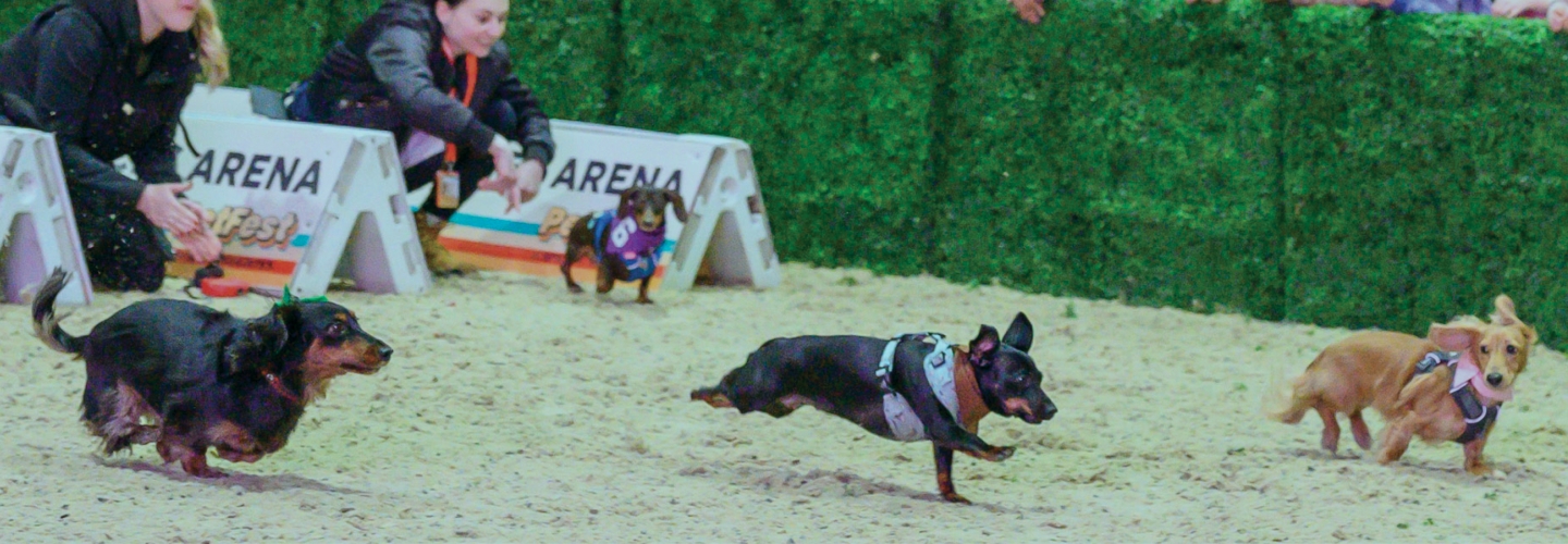Interested in participating in<br>our Dachshund Race?