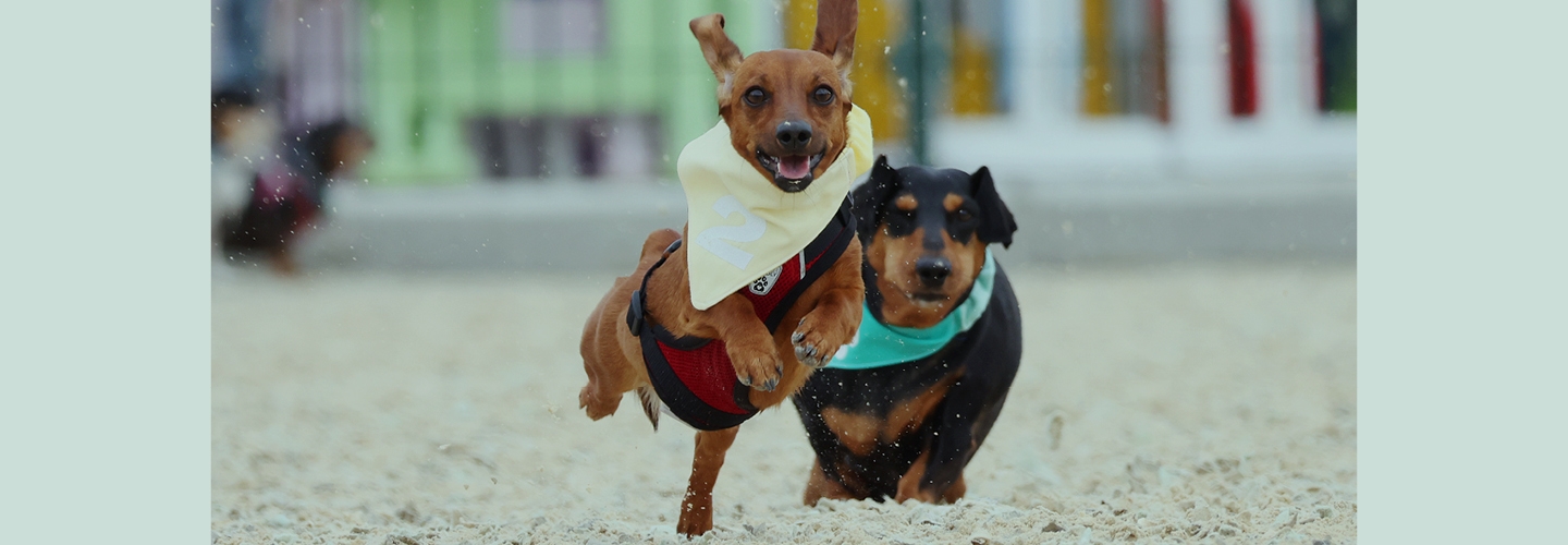 Dachshund Dash
