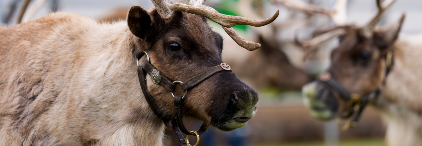 Sunday<br>Reindeer Visits