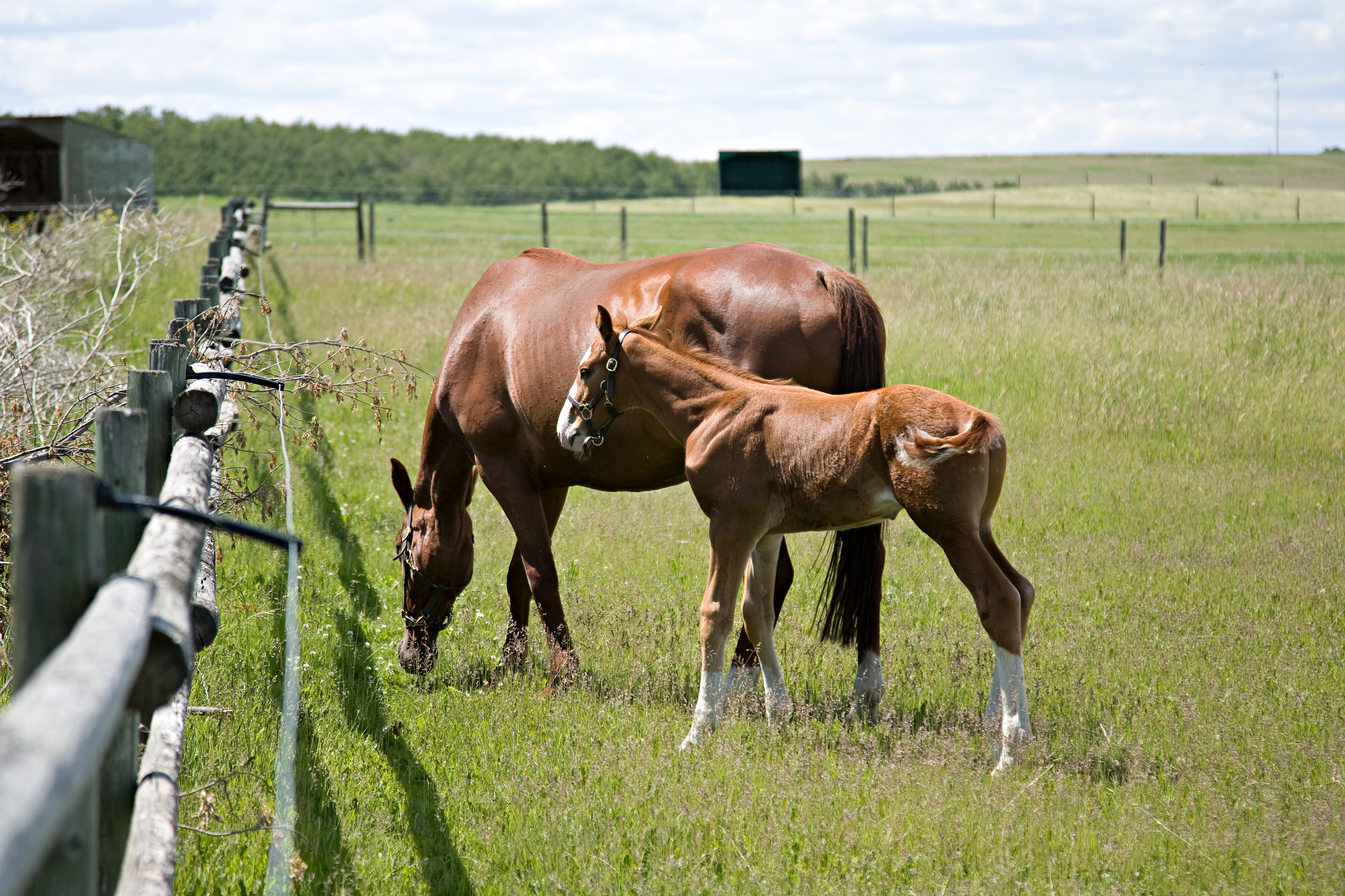 A mare and foal grazing in a pasture at Spruce Meadows
