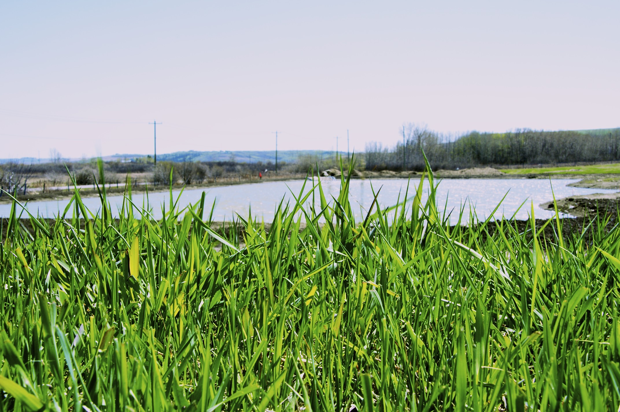 Wetland grasses growing beside a pond at Spruce Meadows