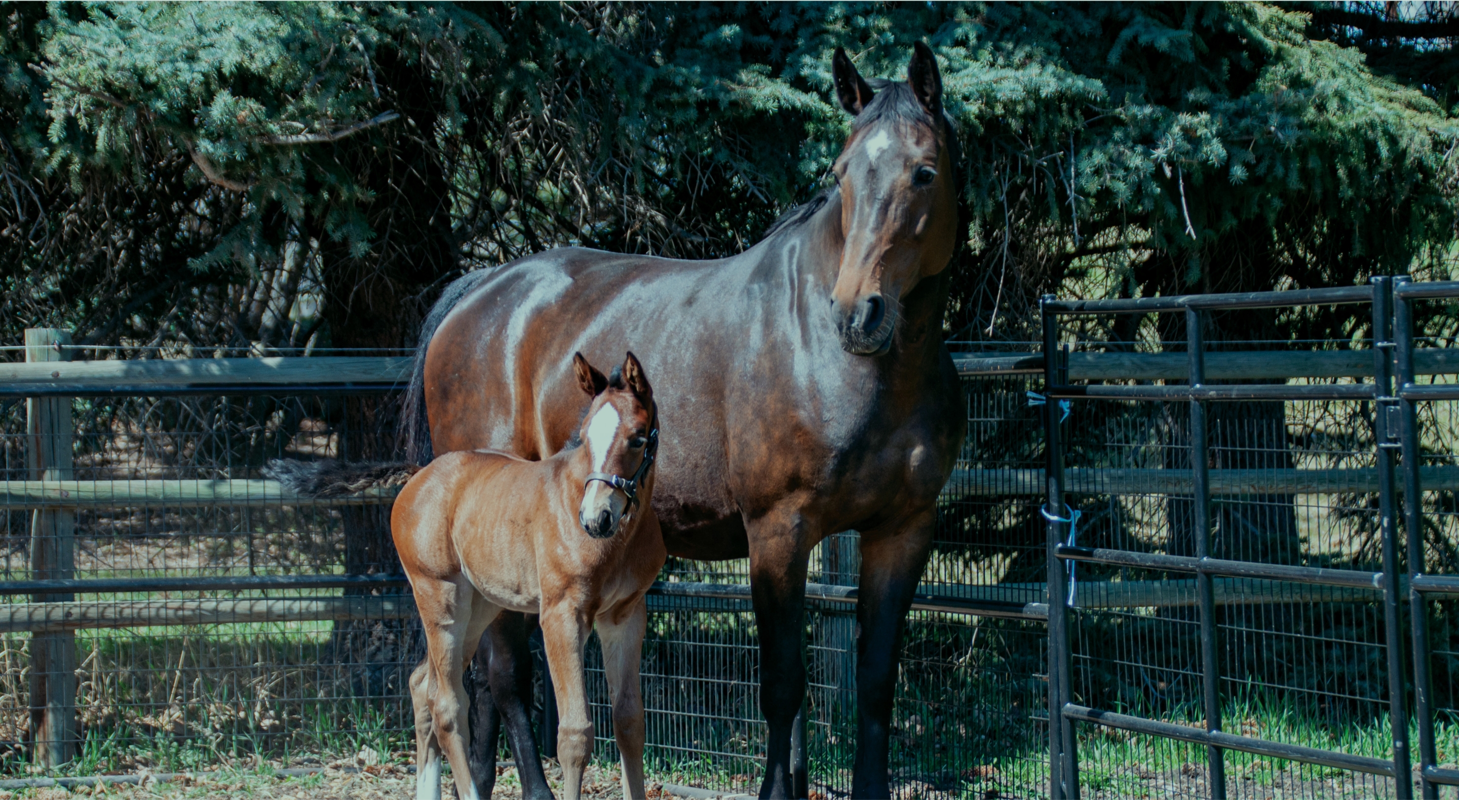 Name the Foal,<br>presented by TELUS