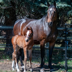 Name the Foal, <br>presented by TELUS