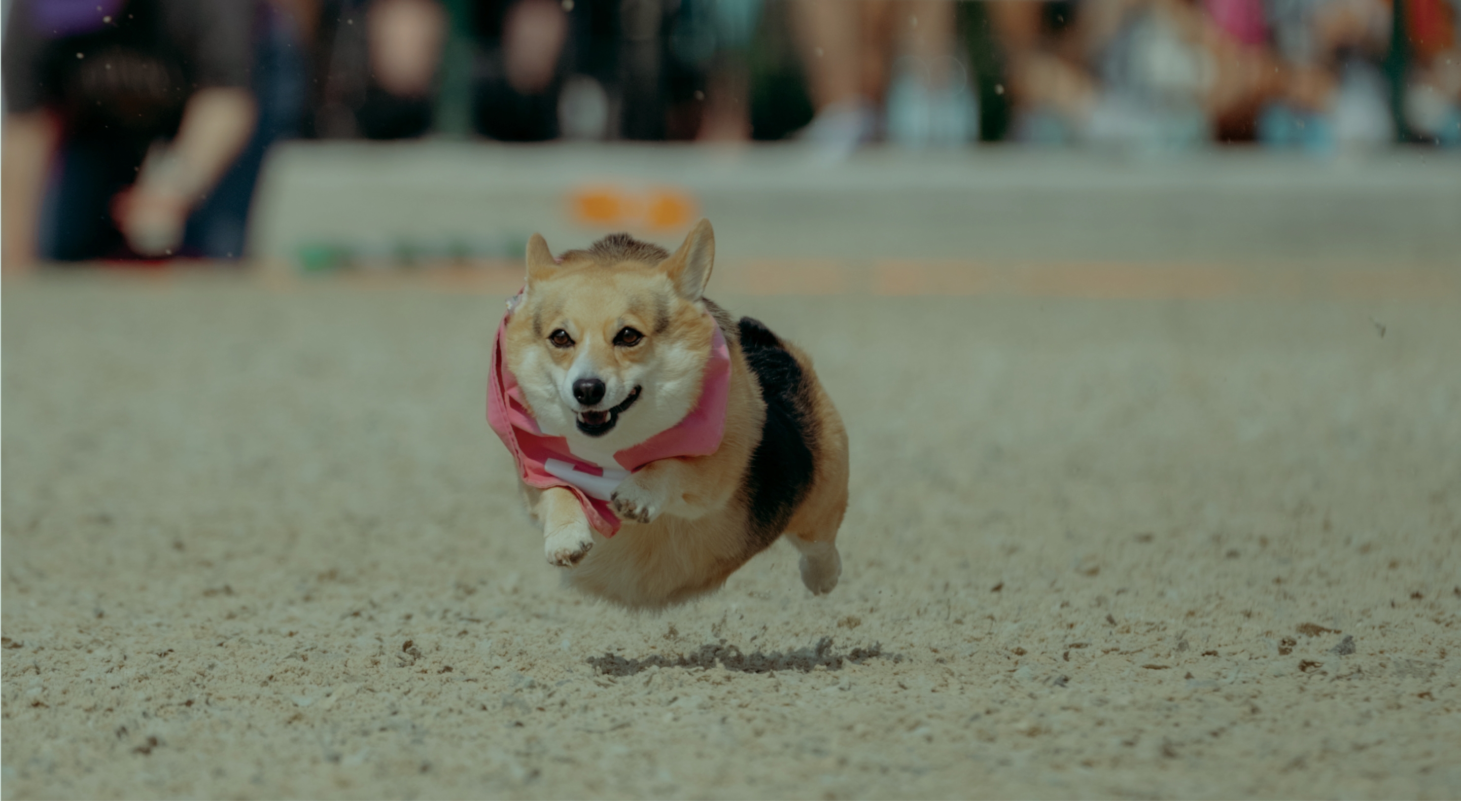 Canada Day<br>Corgi Races