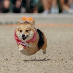 Canada Day<br>Corgi Races