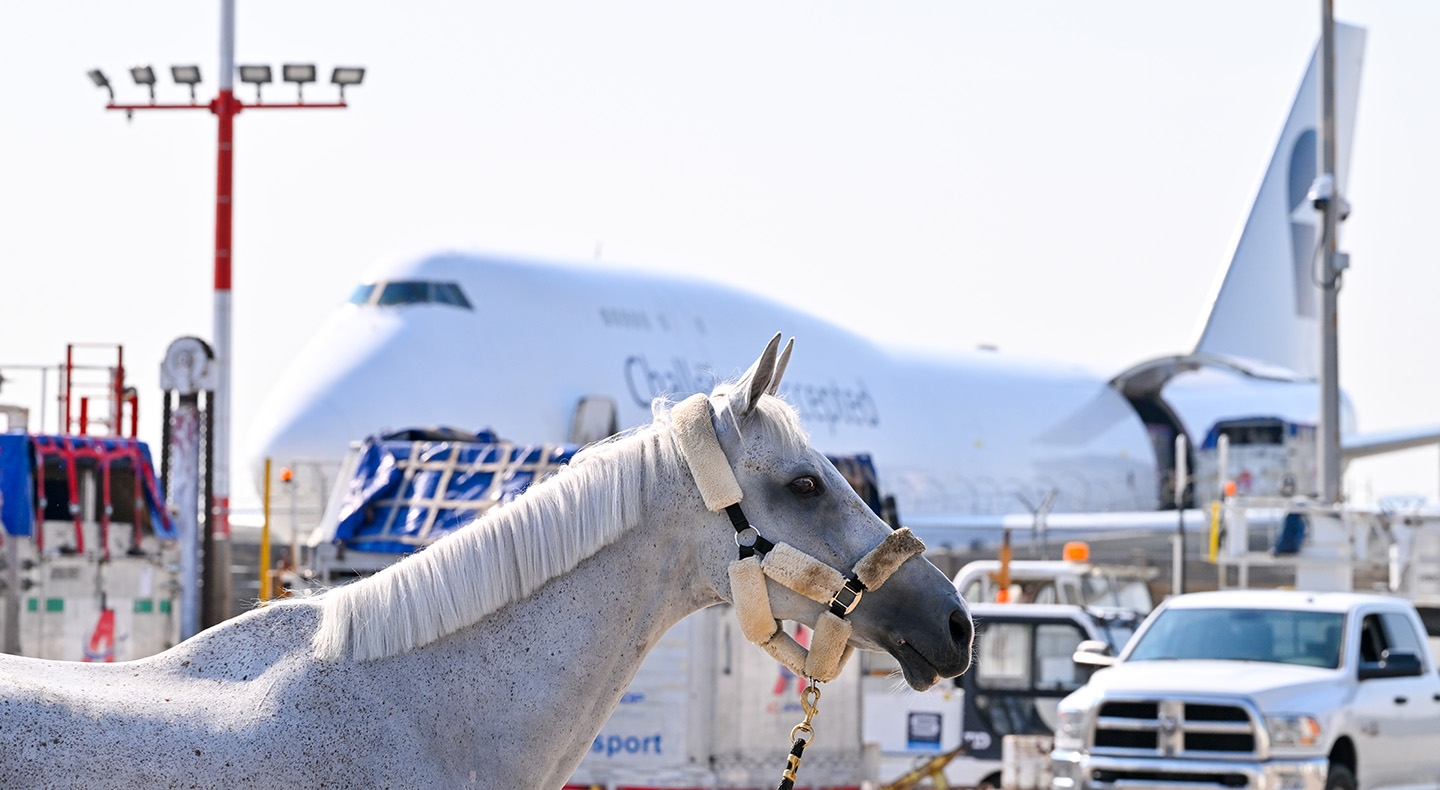 A Record 98 Champion Horses Have Arrived From Europe For The 50th Anniversary Spruce Meadows Masters