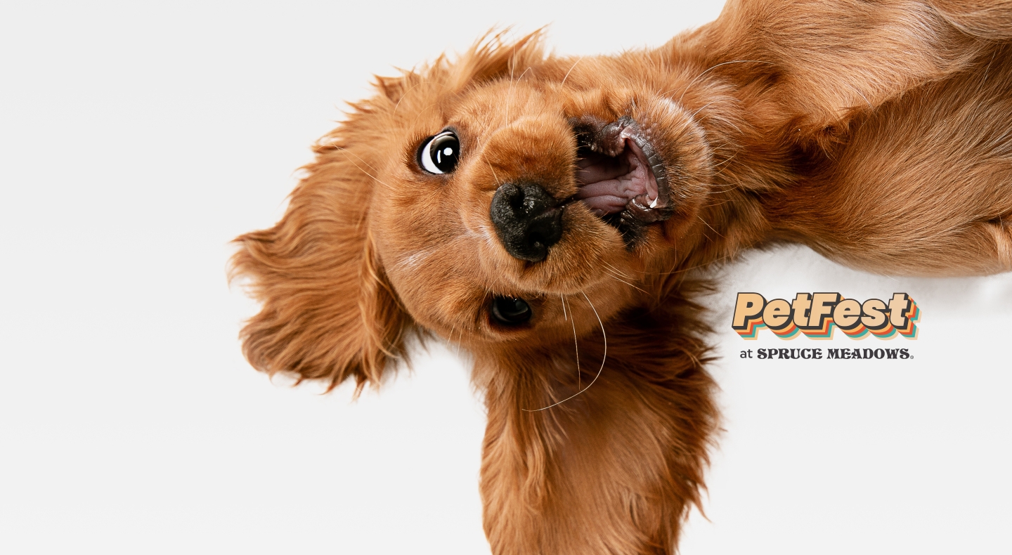 PetFest Returns to Spruce Meadows: A Weekend of Whiskers, Wonder & Family Fun