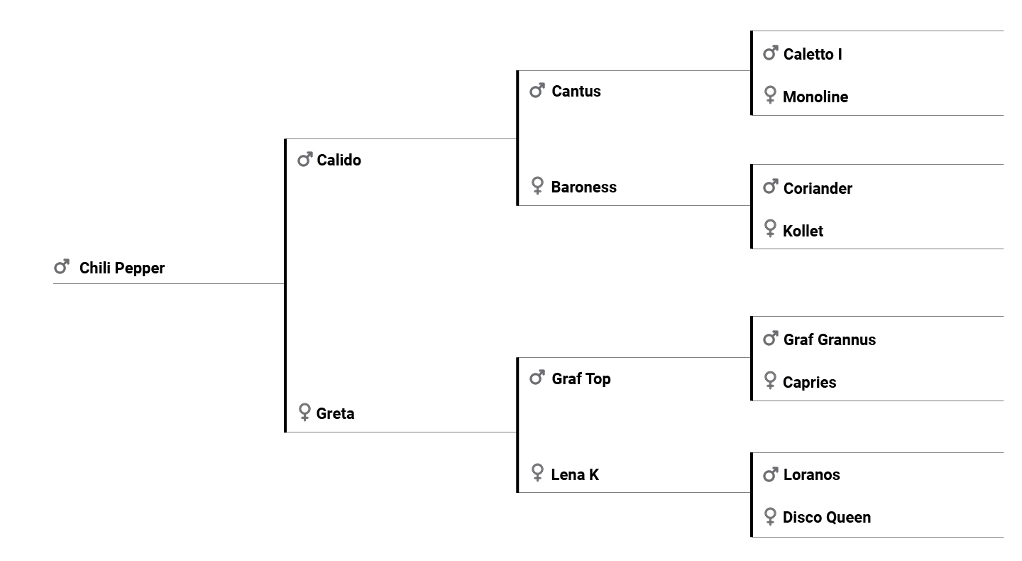 Chili Pepper SM pedigree