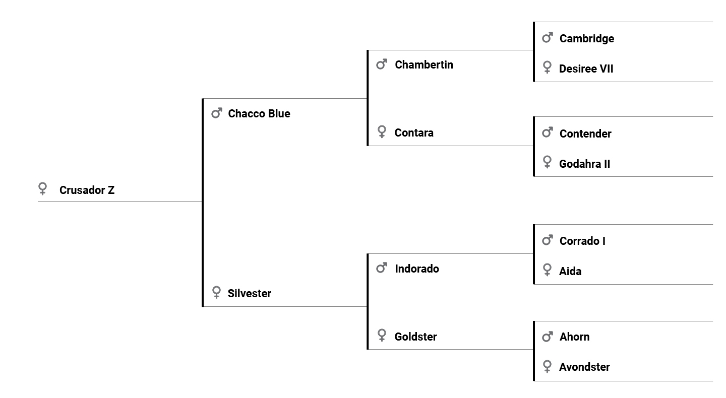 Crusador Z pedigree