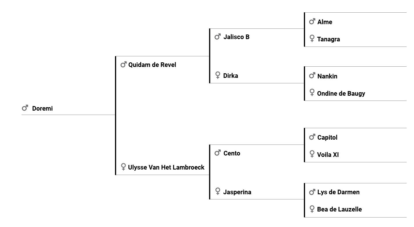 Doremi pedigree